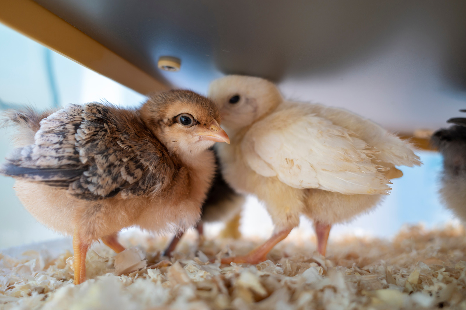 McMurray Hatchery Blog | Brooding Baby Chicks Off-Grid | Wood-EcoGlow Radiant Heat Brooder