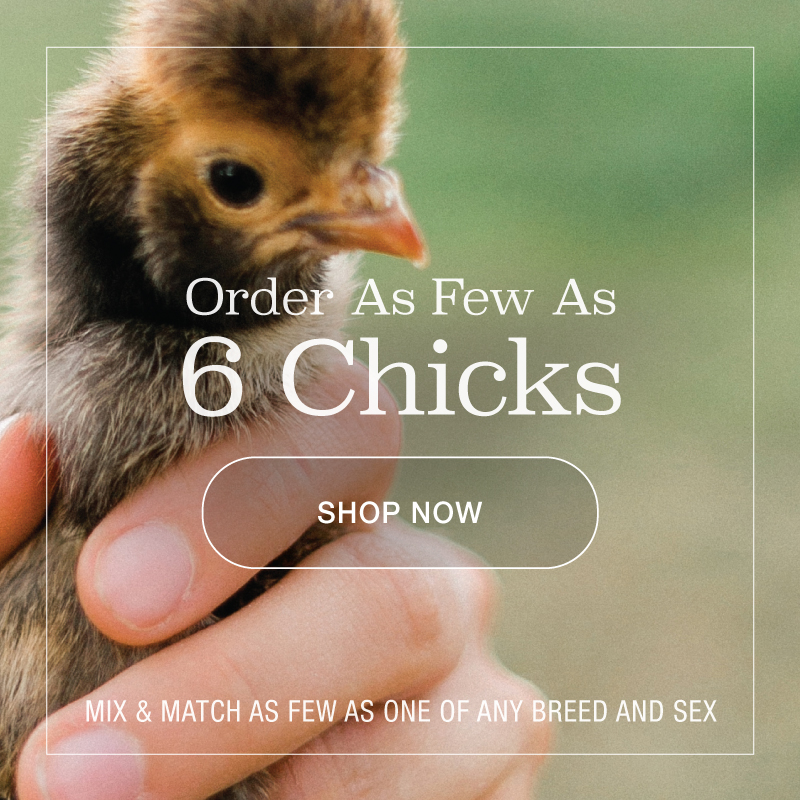 McMurray Hatchery | 6 Chick Minimum Order | No Per-Breed, Per-Sex Minimums