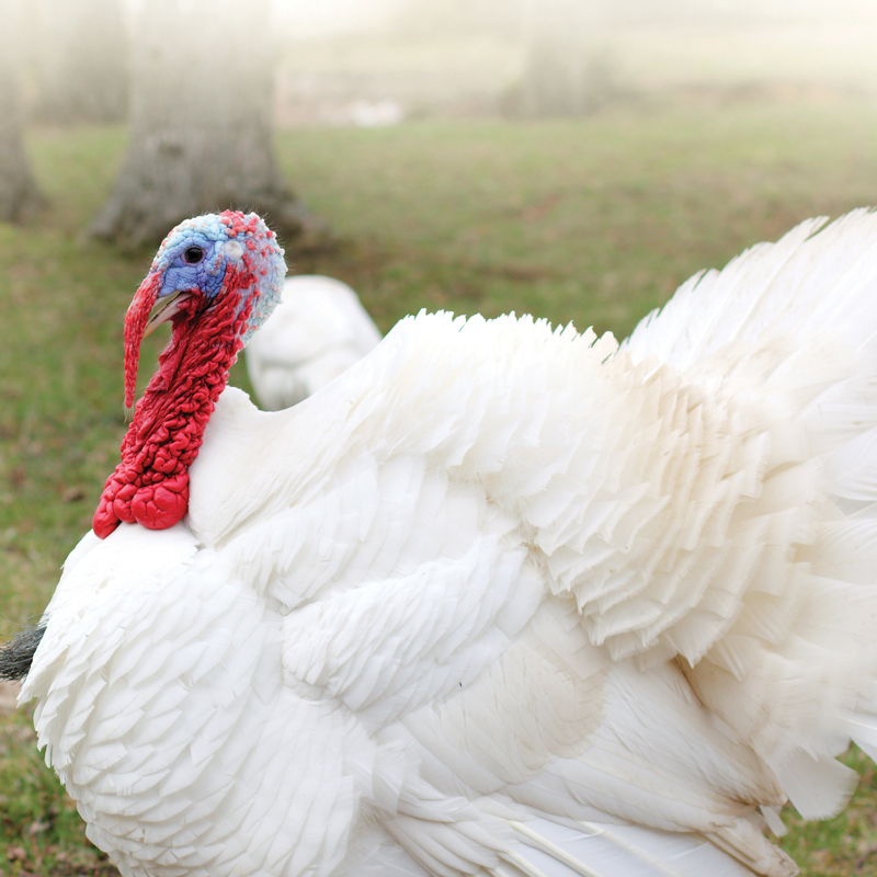 McMurray Hatchery Blog | Production Breed Turkeys
