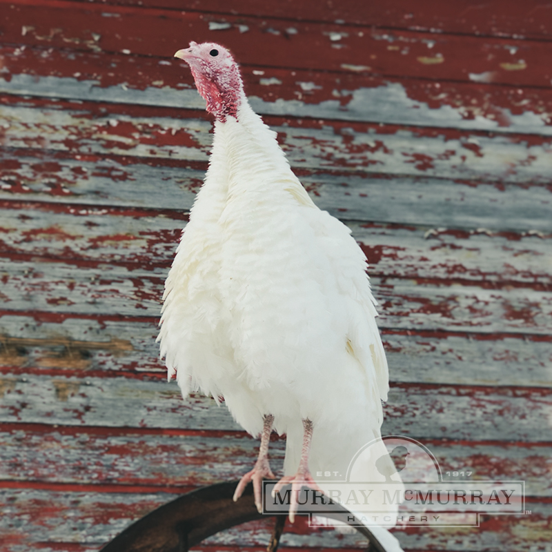 McMurray Hatchery | White Holland Heritage Turkey