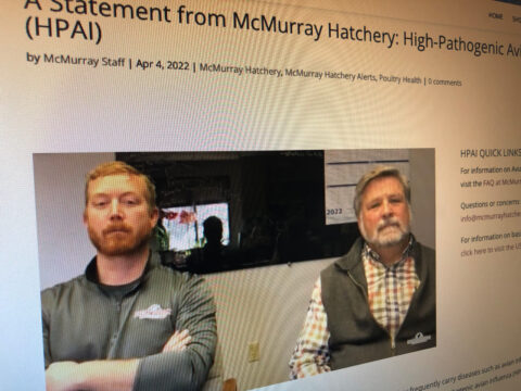 McMurray Hatchery Archives - Murray McMurray Hatchery Blog