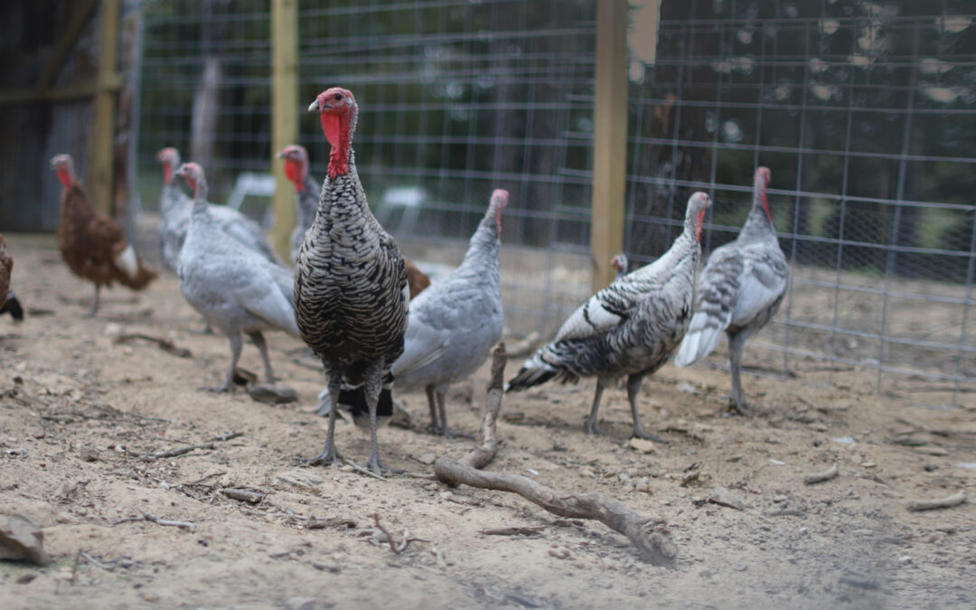 McMurray Hatchery | Comparing Heritage and Production Turkey Breeds
