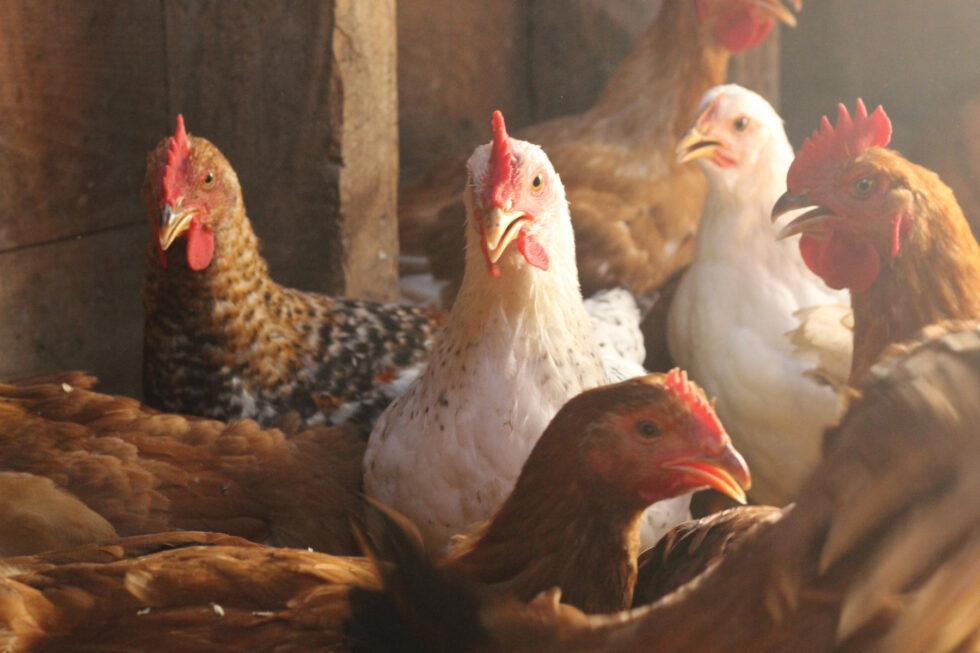 Meat Bird Roundup Murray McMurray Hatchery Blog