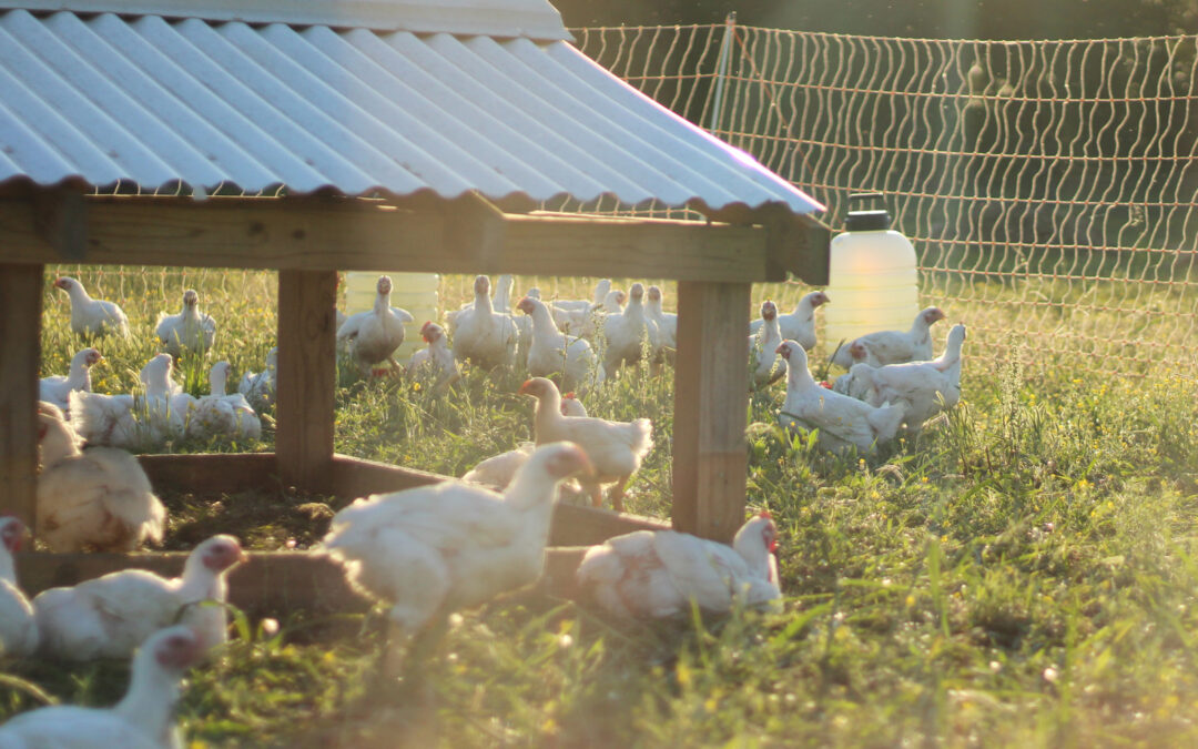 Nutritional Needs of Cornish Cross Meat Chickens with Gail Damerow