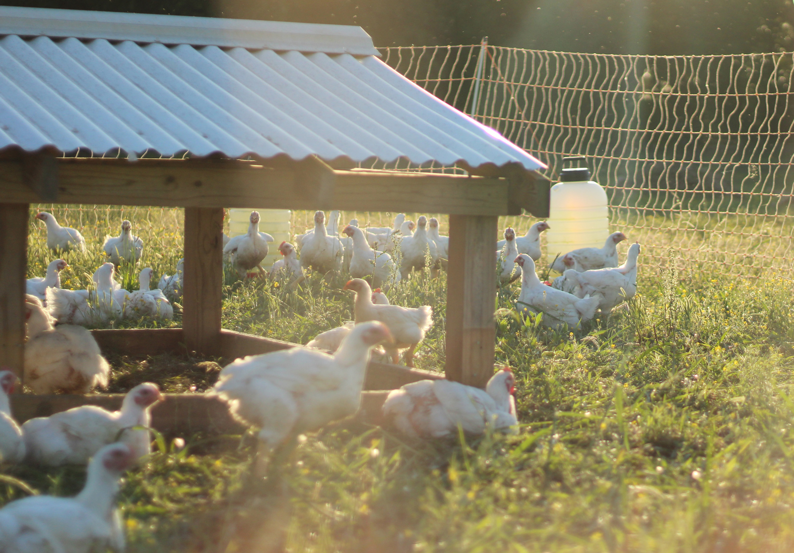 McMurray Hatchery Blog - Cornish Cross Meat Birds