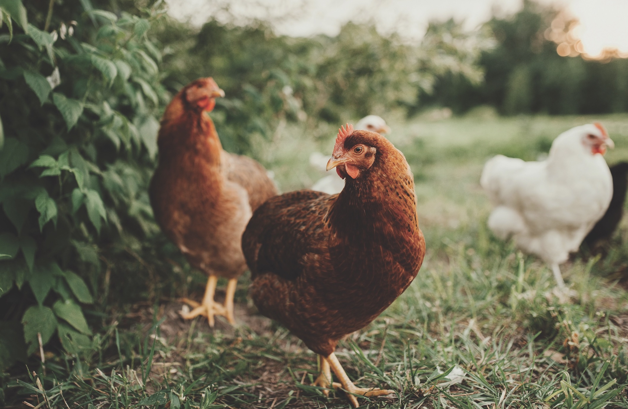 McMurray Hatchery Blog | Heritage Breed Turkeys