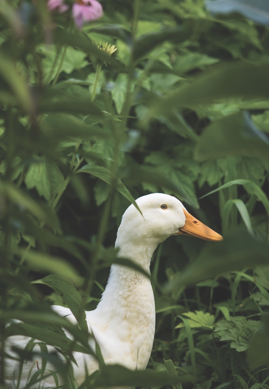 Murray McMurray Hatchery - White Jersey Giants