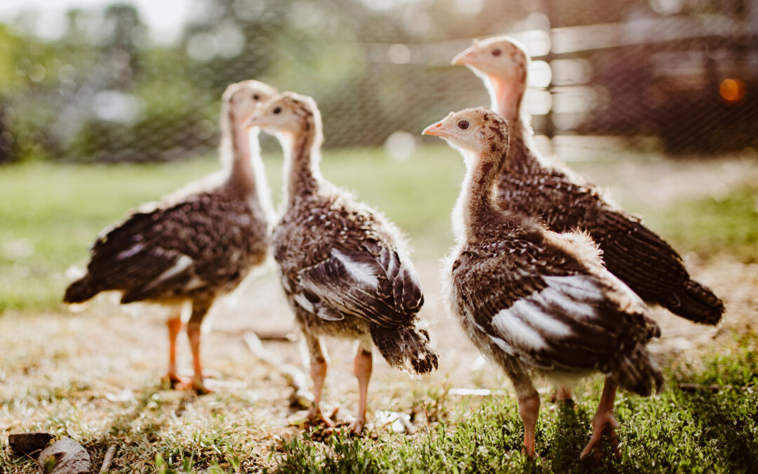 How to Brood and Raise Turkey Poults