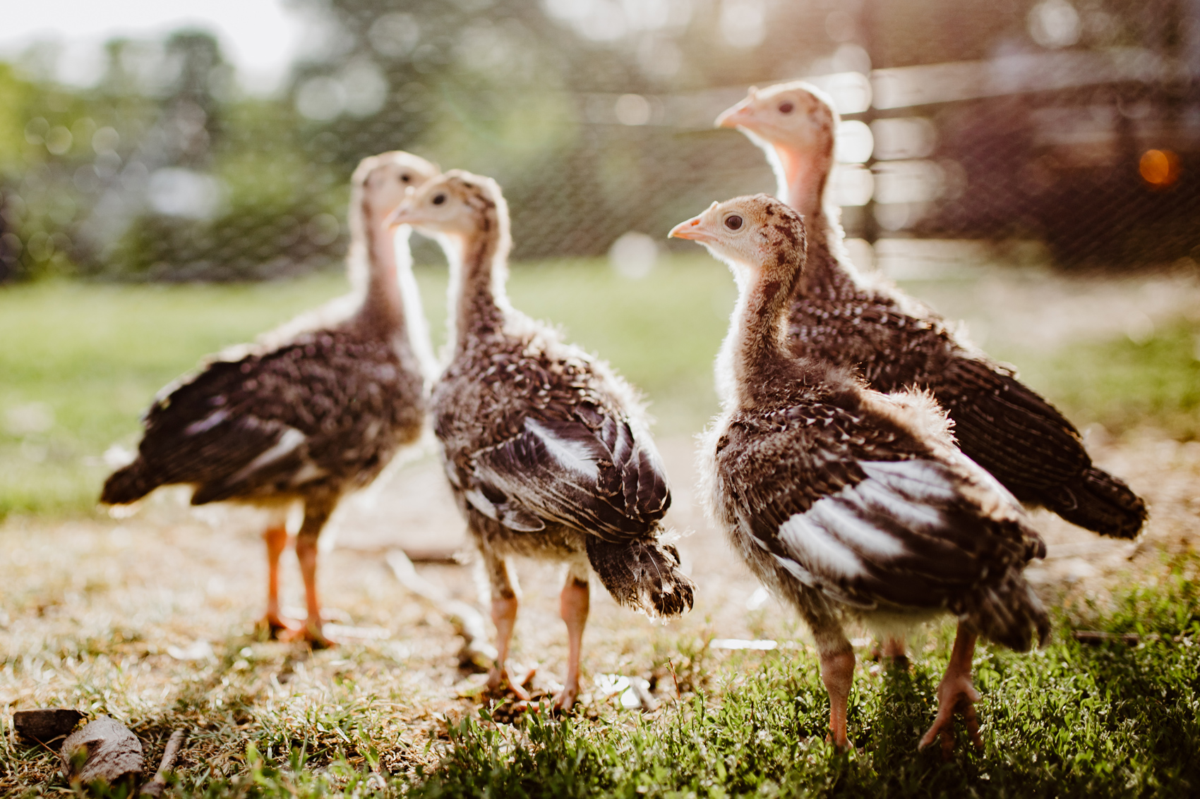 Domestic Turkey Nesting Boxes