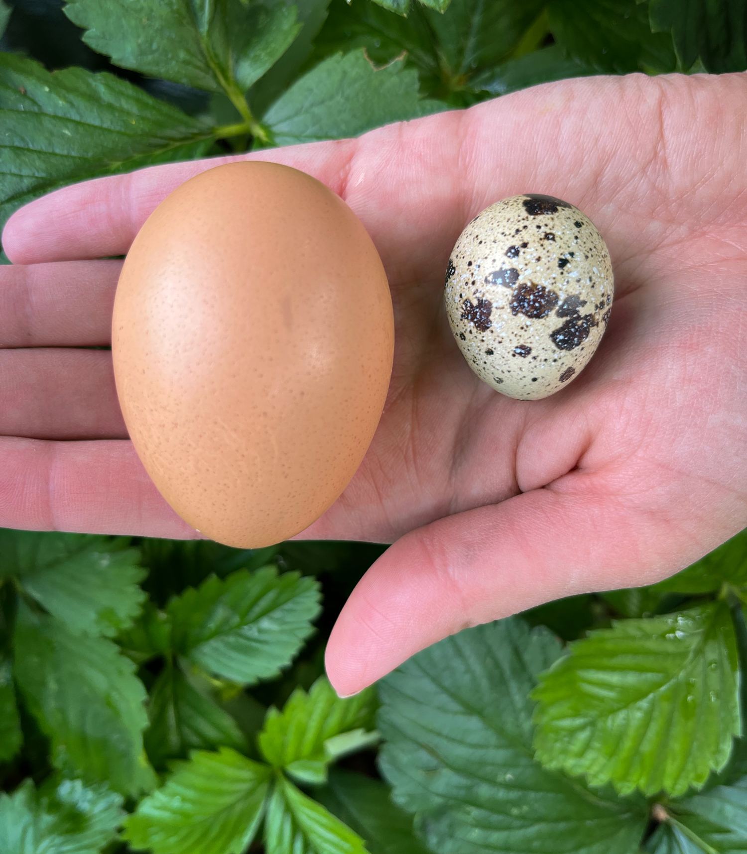 McMurray Hatchery Blog | Coturnix Quail Egg vs a Chicken Egg