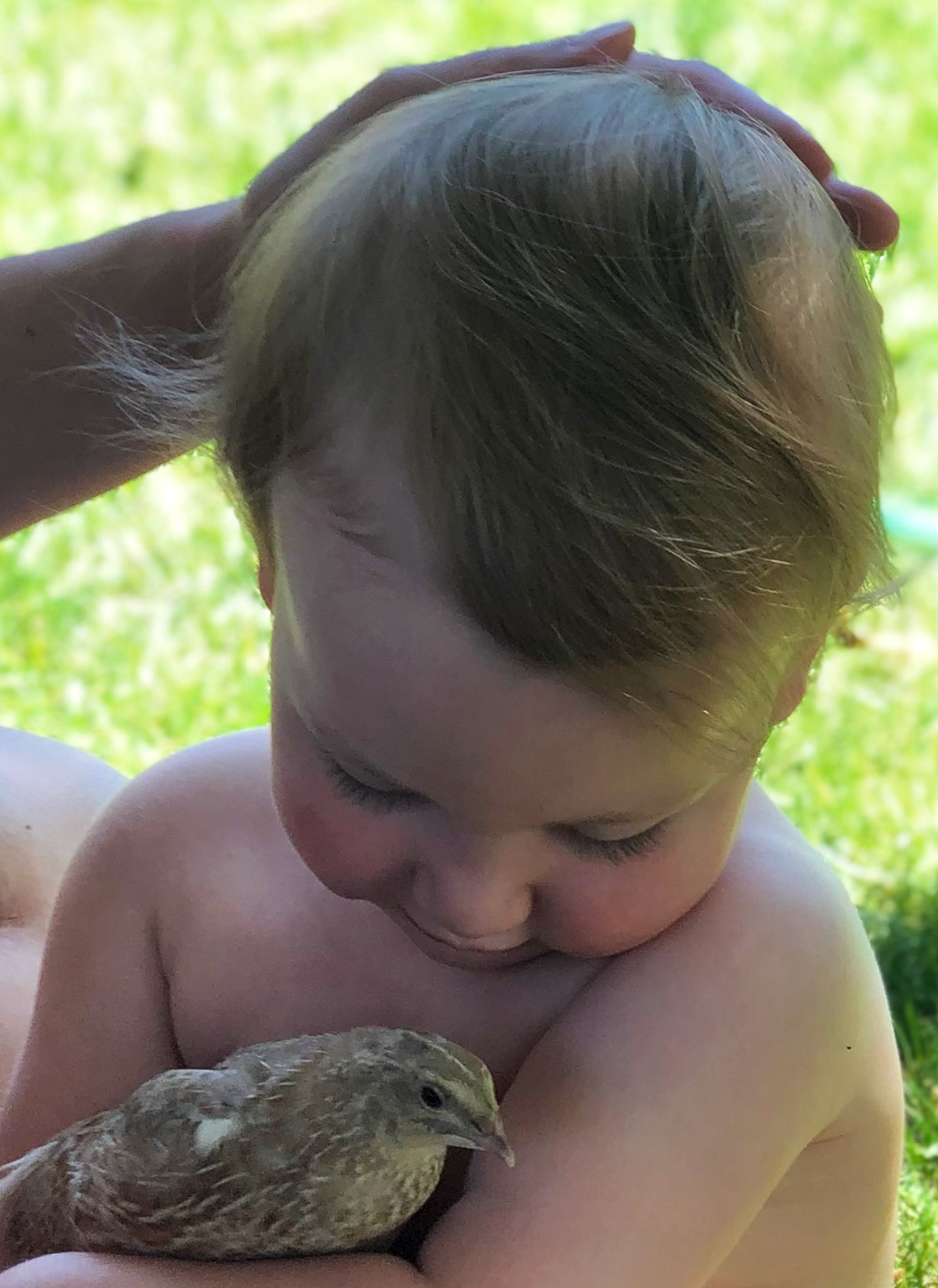 McMurray Hatchery Blog | Kids and Quail