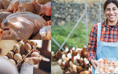 Introducing The Marketplace from McMurray Hatchery
