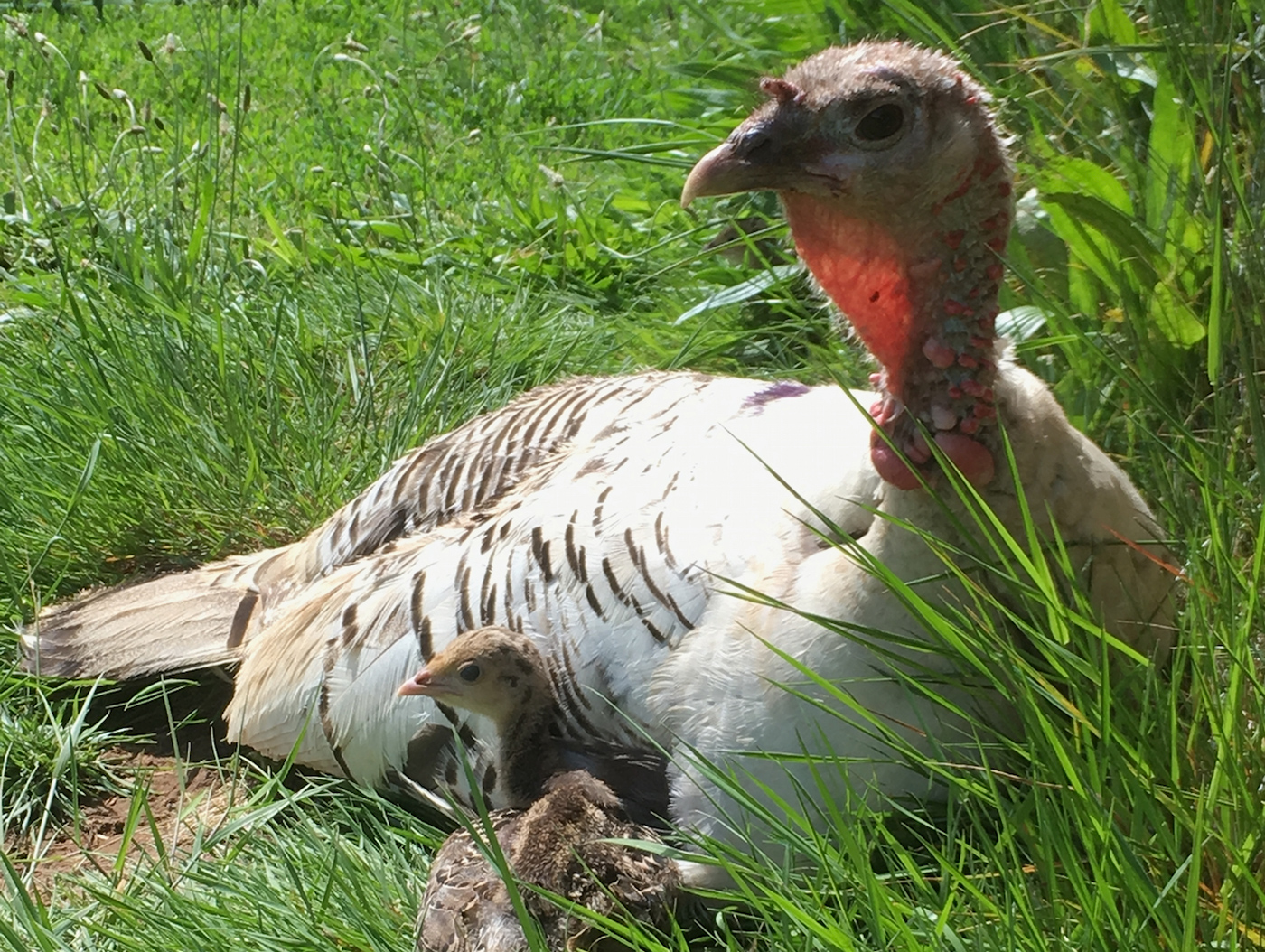 McMurray Hatchery Blog | Naturally Brooding Turkey Poults