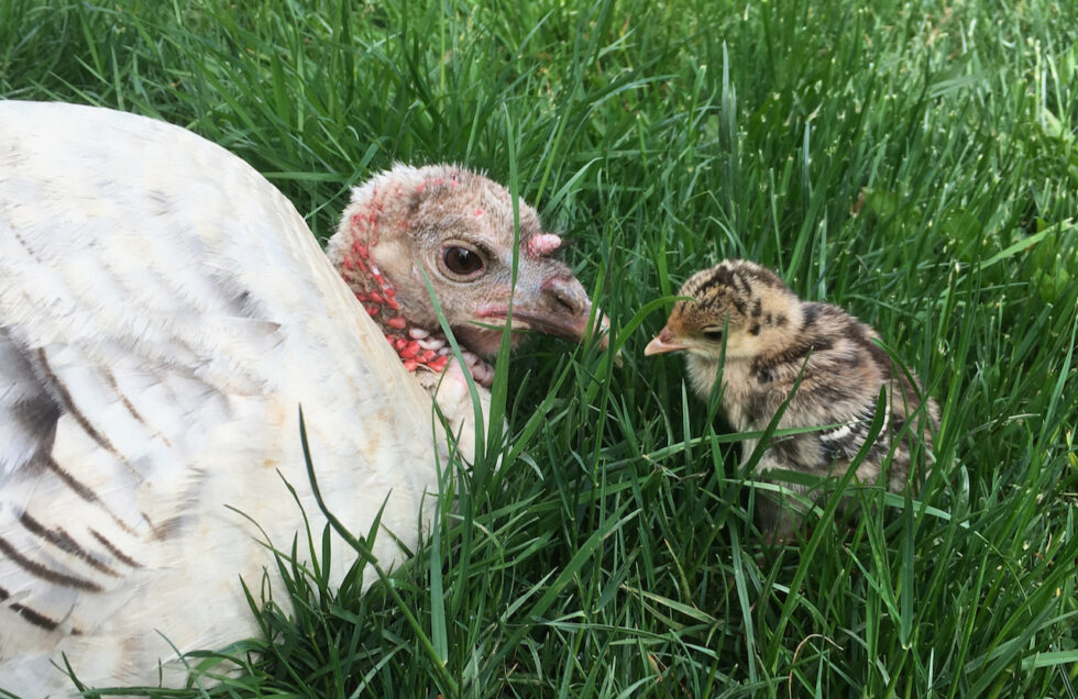 How To Brood And Raise Turkey Poults Murray Mcmurray Hatchery Blog