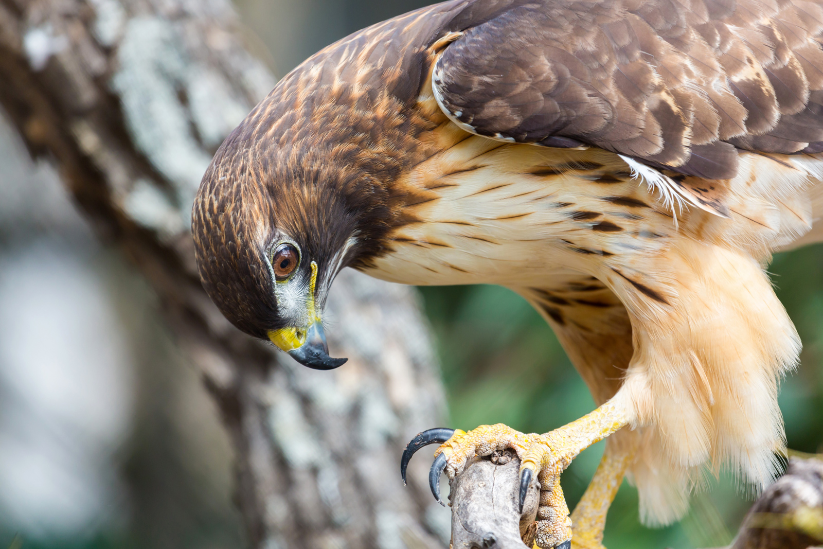 McMurraY HATCHERY BLOG | POULTRY PREDATORS | HAWK