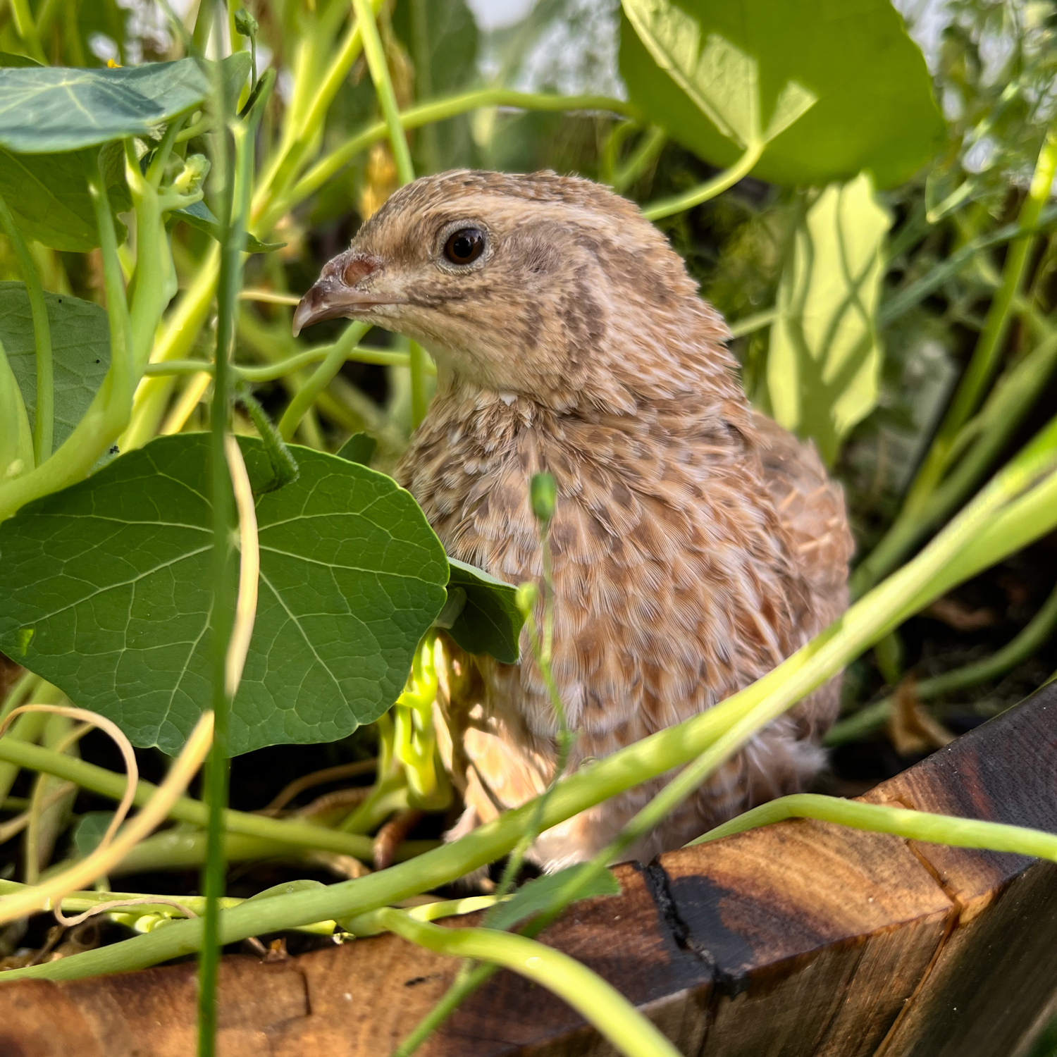 McMurray Hatchery Blog | Top 10 Reasons to Keep Coturnix Quail