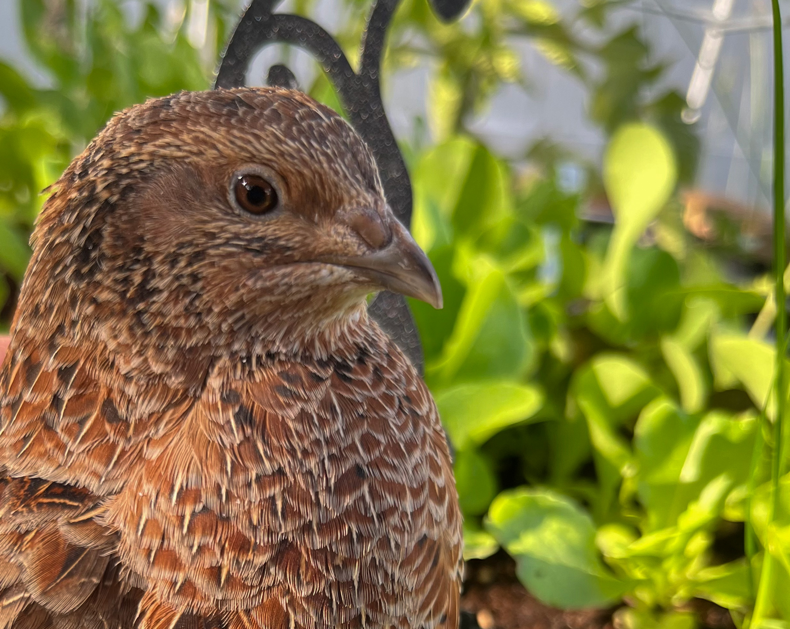 Quail Archives - Murray McMurray Hatchery Blog