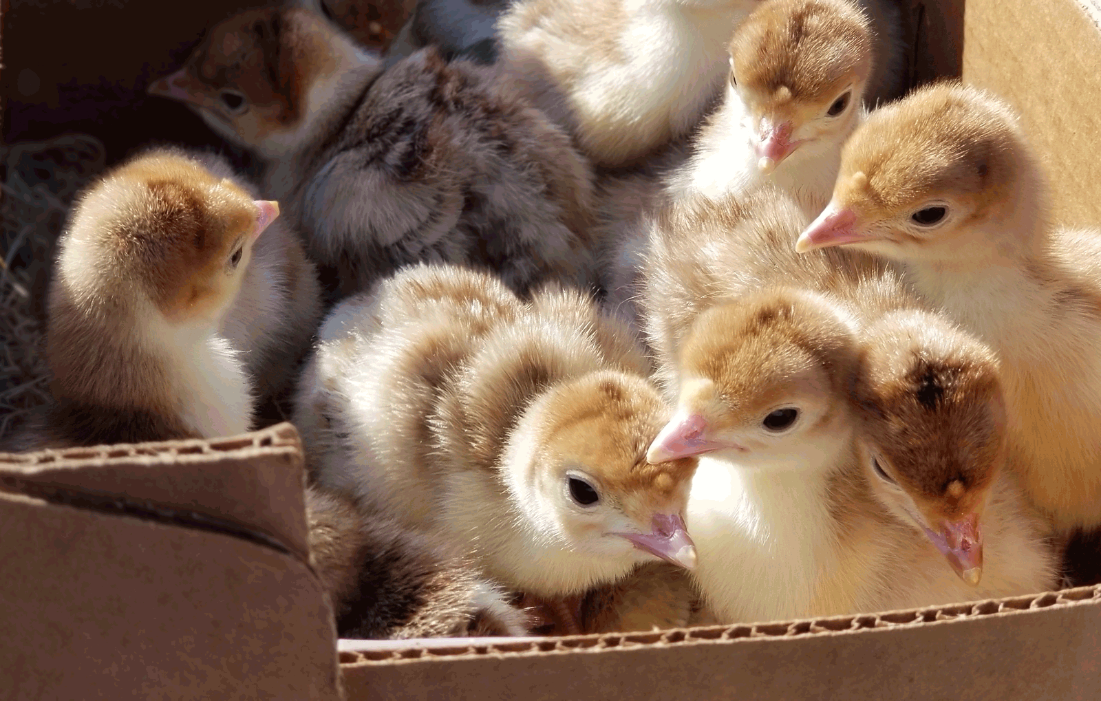 McMurray Hatchery Blog | Naturally Buying Turkey Poults from a Hatchery