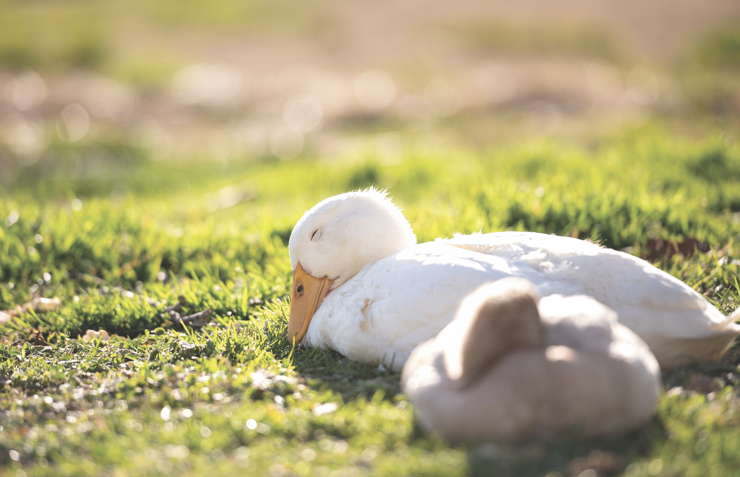 McMurray Hatchery Blog | Our Favorite Duck Breeds | Pekin