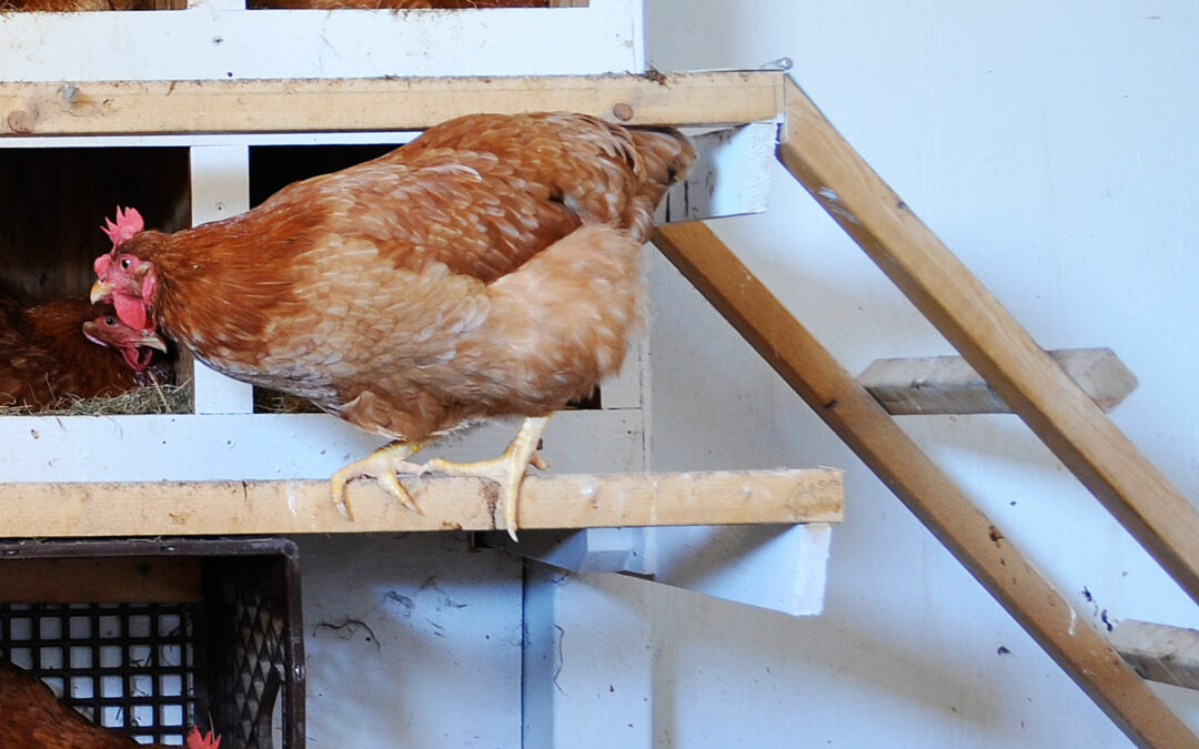 Gail Damerow Discusses Egg Eating in Chickens
