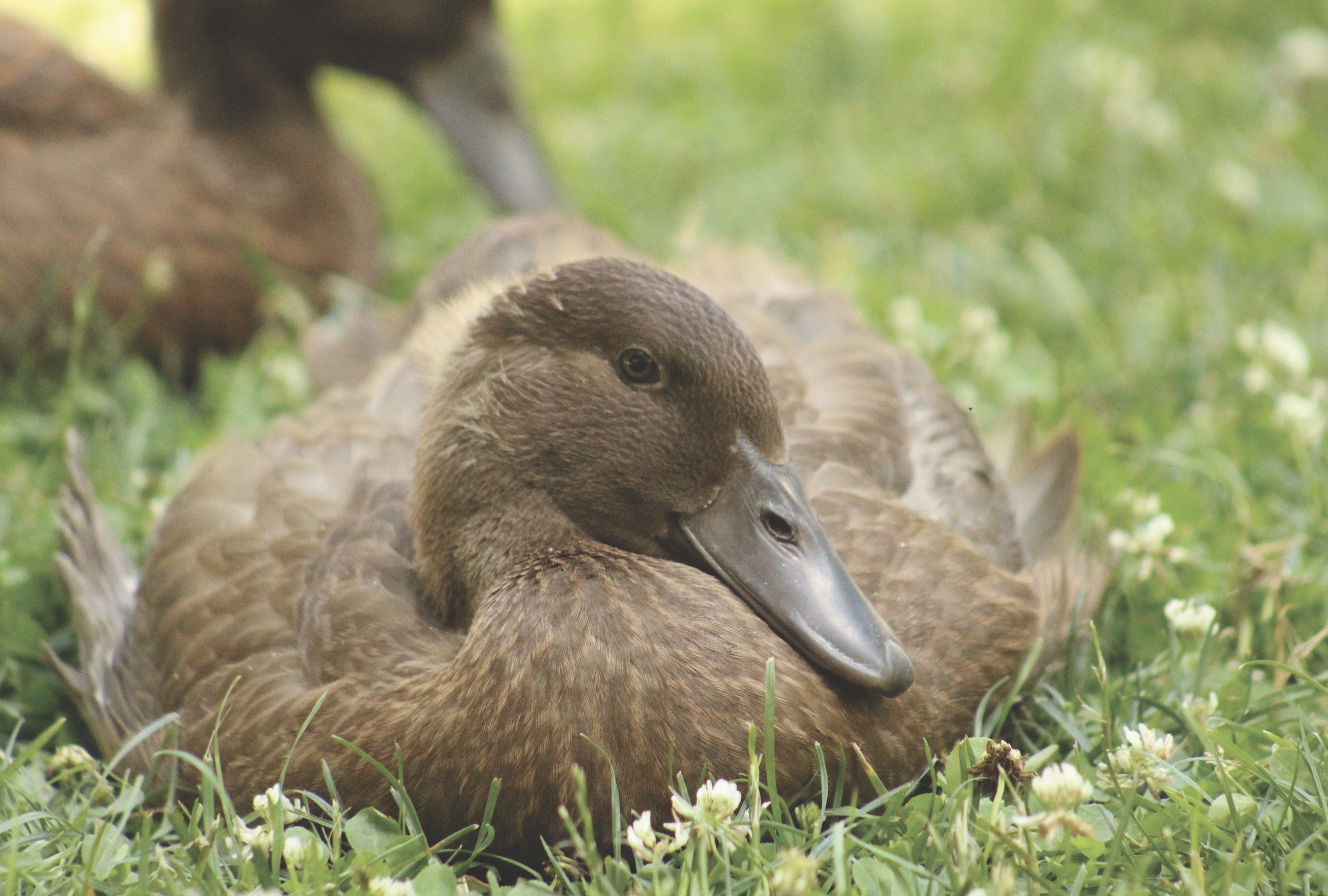 McMurray Hatchery Blog | Favorite Duck Breeds | Khaki Campbell