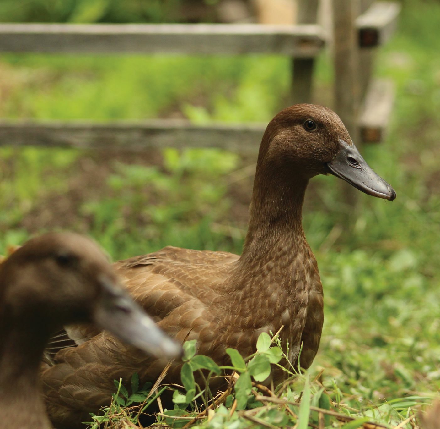 McMurray Hatchery Blog | Favorite Duck Breeds | Khaki Campbell
