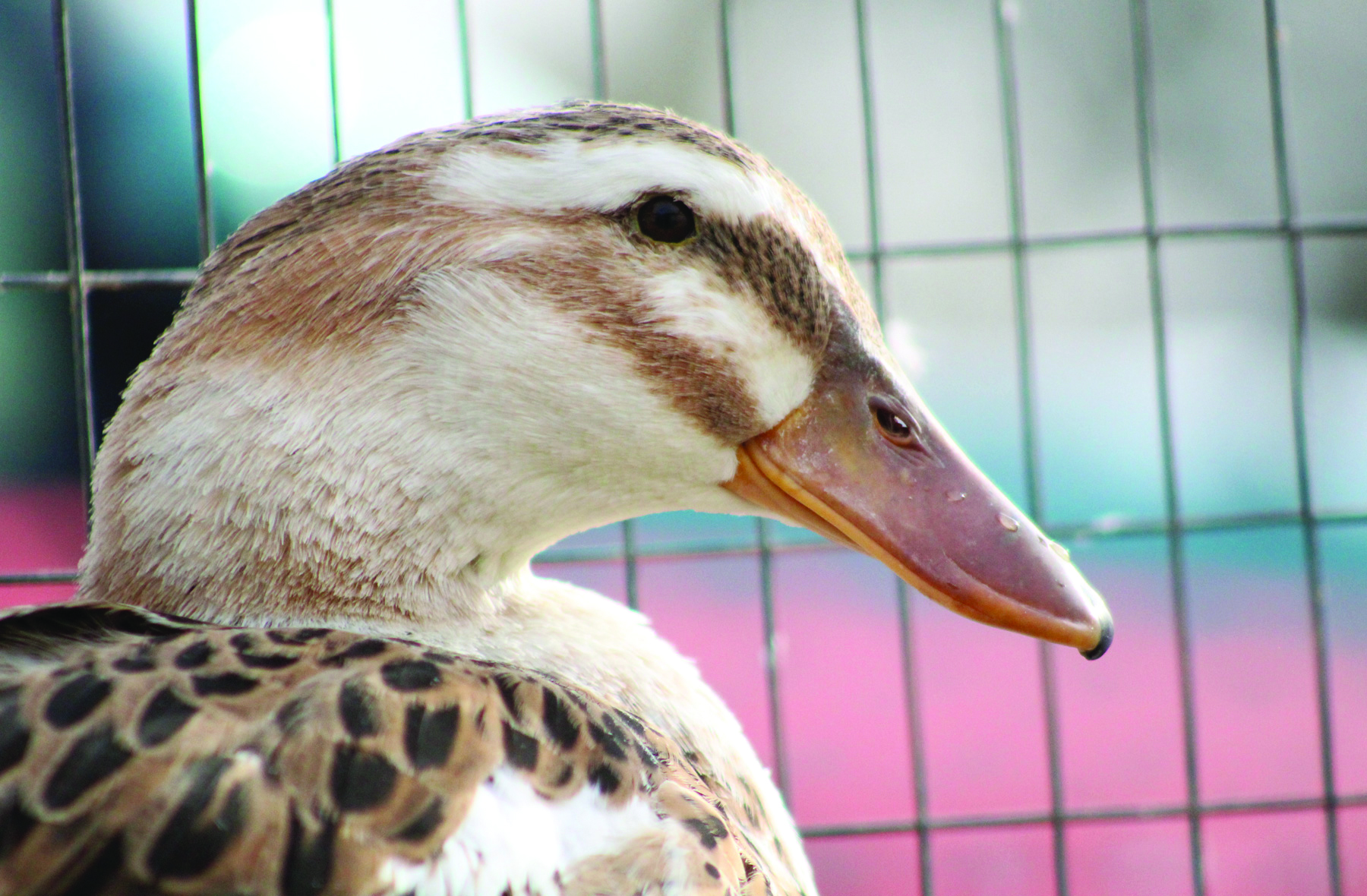 McMurray Hatchery Blog | Favorite Duck Breeds | Silver Appleyard Ducks