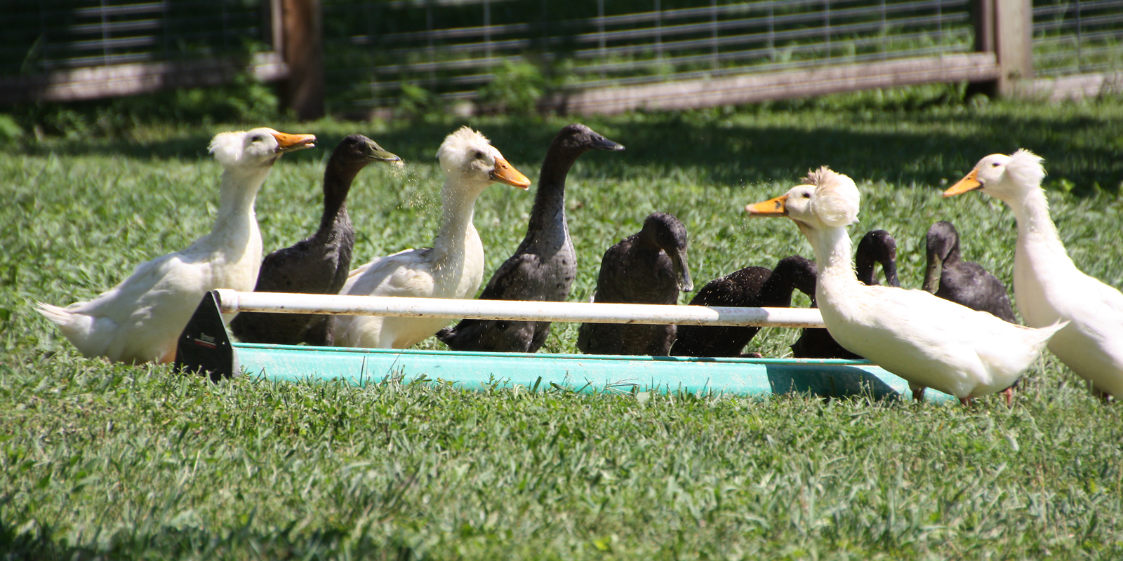 McMurray Hatchery Blog | Favorite Duck Breeds | White Crested Ducks