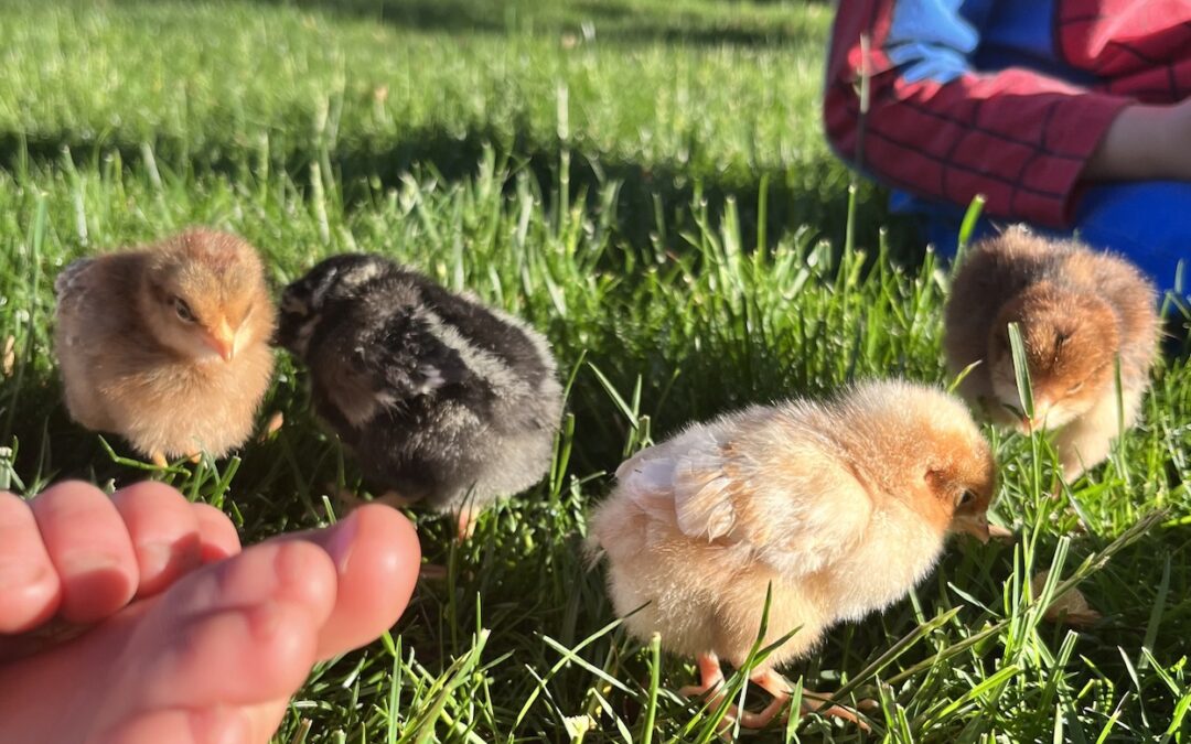 Brooding Backyard Chicks in the Summer
