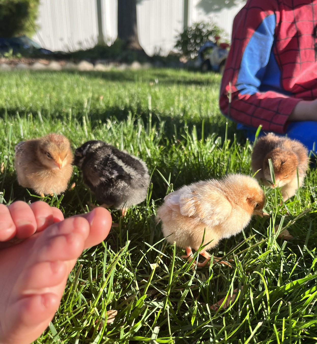 Gail Damerow Discusses Egg Quality - Murray McMurray Hatchery Blog