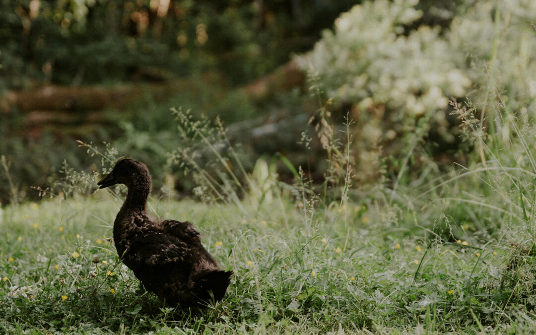 Our Favorite Duck Breeds