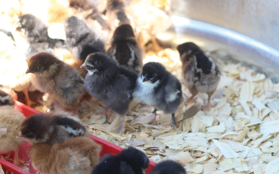 McMurray Hatchery Blog | Chick Tips from Experts
