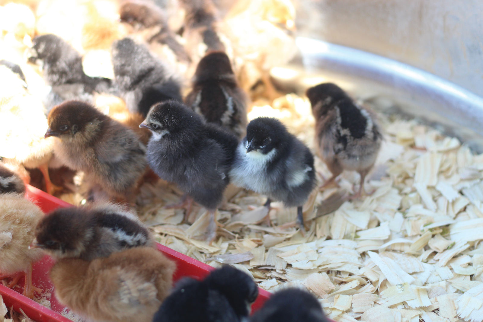 How to Wash Chicken Eggs - Murray McMurray Hatchery Blog