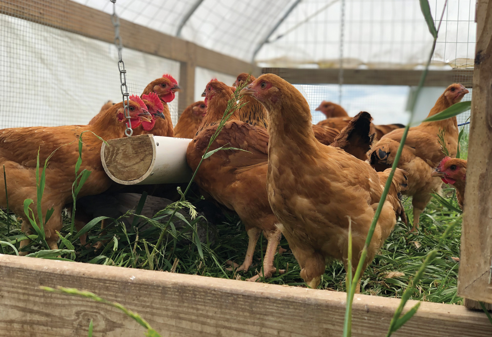 McMurray Hatchery Blog | Meat Bird Round Up | Murray's Big Red Broilers 
