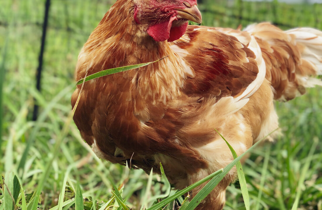Meat Bird Roundup Murray McMurray Hatchery Blog
