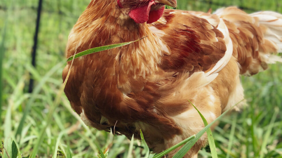 Meat Bird Roundup Murray McMurray Hatchery Blog