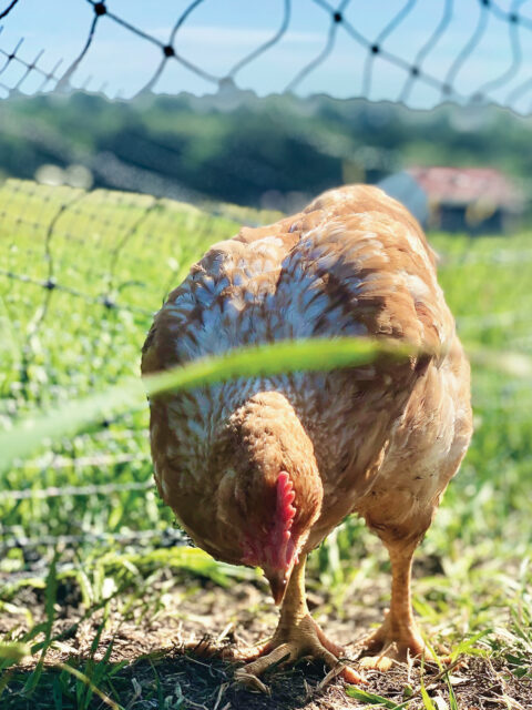 Meat Bird Roundup - Murray McMurray Hatchery Blog