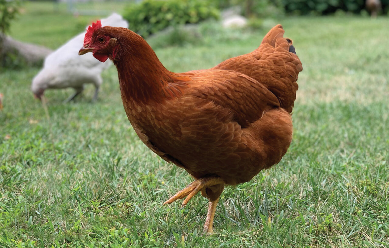 Meat Bird Roundup Murray McMurray Hatchery Blog