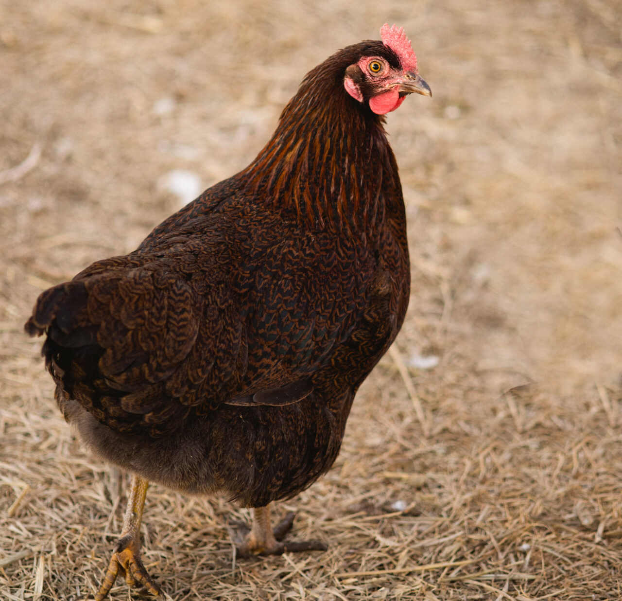 Meat Bird Roundup Murray McMurray Hatchery Blog