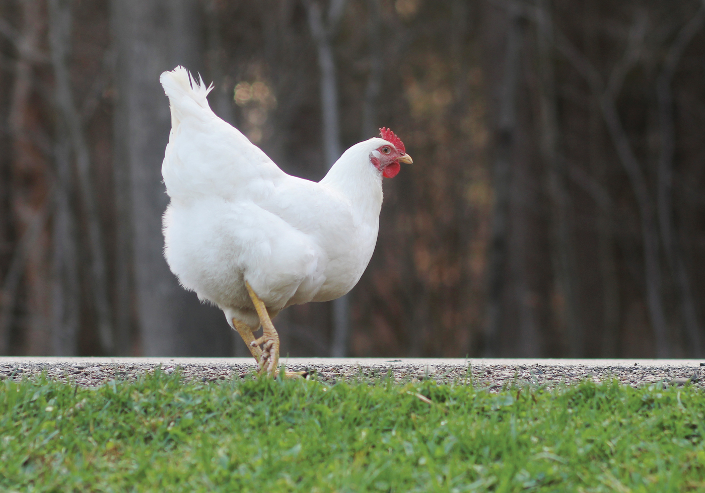 McMurray Hatchery | Meat Bird Round Up | White Plymouth Rock