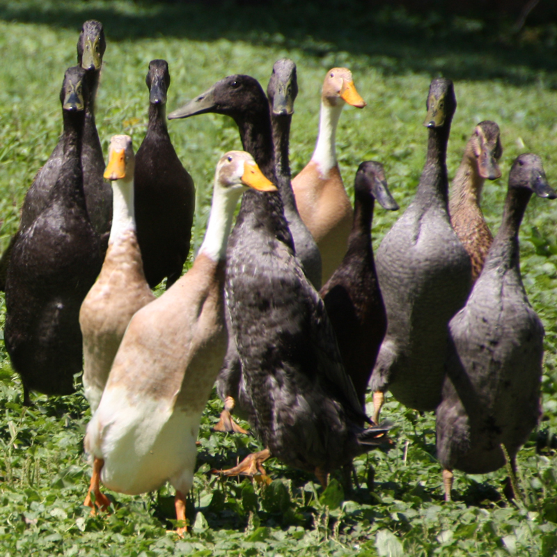 McMurray Hatchery Blog | Favorite Duck Breeds | Indian Runner Ducks