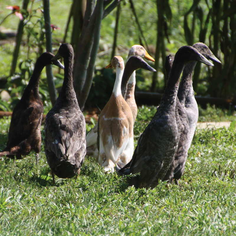 McMurray Hatchery Blog | Favorite Duck Breeds | Indian Runner Ducks