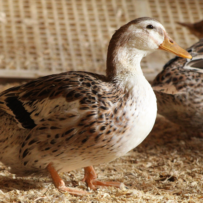 McMurray Hatchery Blog | Favorite Duck Breeds | Silver Appleyard Ducks