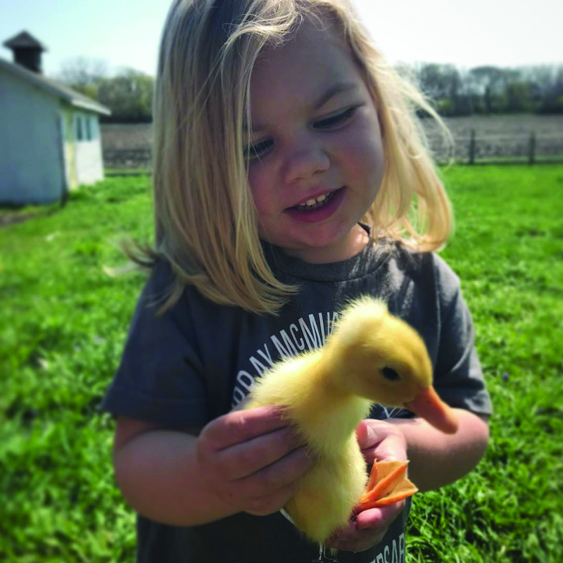 McMurray Hatchery Blog | Favorite Duck Breeds | White Crested Ducks