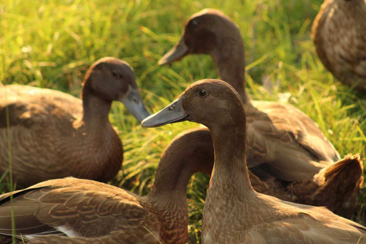 McMurray Hatchery Blog | Favorite Duck Breeds | Khaki Campbell