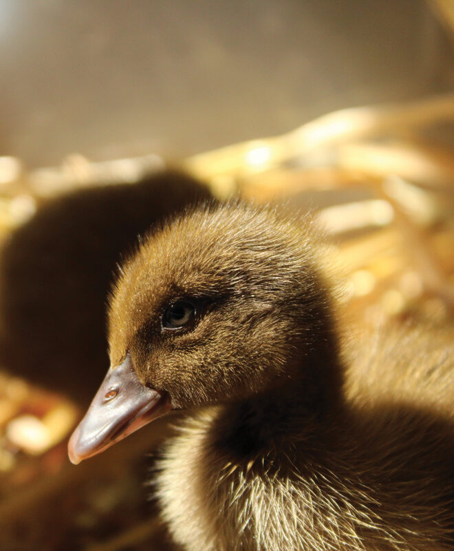 McMurray Hatchery Blog | Favorite Duck Breeds | Khaki Campbell