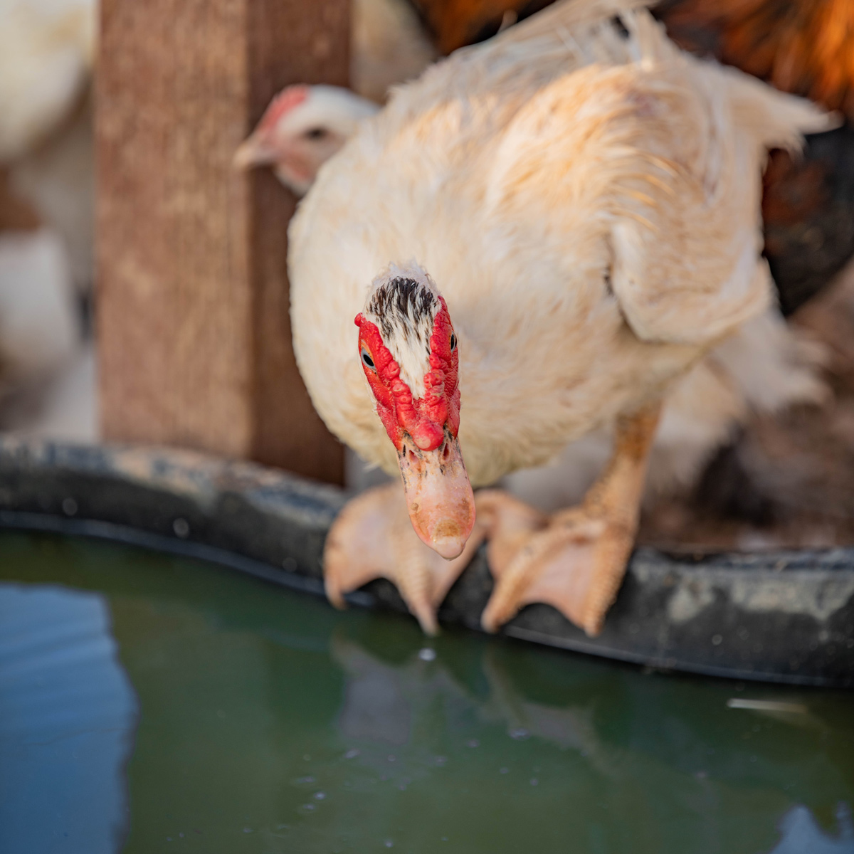 McMurray Hatchery Blog | Favorite Duck Breeds | Muscovy Ducks