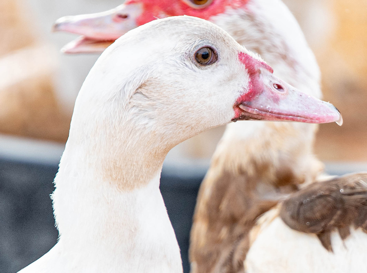 McMurray Hatchery Blog | Favorite Duck Breeds | Muscovy Ducks