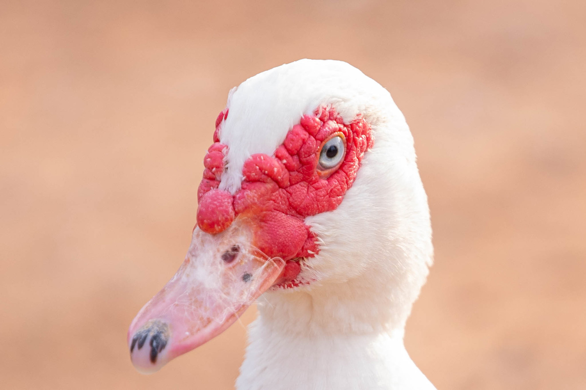 McMurray Hatchery Blog | Favorite Duck Breeds | Muscovy Ducks