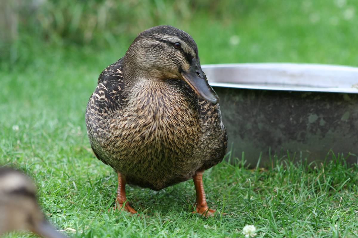 McMurray Hatchery Blog | Our Favorite Duck Breeds | Rouen